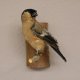 Gimpel Dompfaff weiblich Fink Blutfink Singvogel Vogel Präparat präpariert taxidermy Tierpräparat mit Genehmigung zur Vermarktung