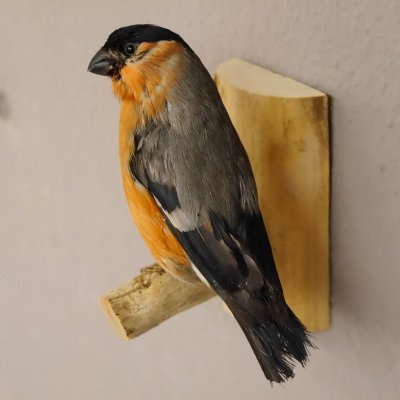 Gimpel Dompfaff männlich Fink Blutfink Singvogel Vogel Präparat präpariert taxidermy Tierpräparat mit Genehmigung zur Vermarktung