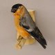 Gimpel Dompfaff männlich Fink Blutfink Singvogel Vogel Präparat präpariert taxidermy Tierpräparat mit Genehmigung zur Vermarktung