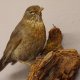 Amsel Vogel Präparat weiblich Singvogel präpariert taxidermy Tierpräparat mit Genehmigung zur Vermarktung