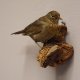 Amsel Vogel Präparat weiblich Singvogel präpariert taxidermy Tierpräparat mit Genehmigung zur Vermarktung