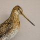 Bekassine männlich Vogel Präparat Höhe 24 cm präpariert taxidermy Tierpräparat mit Genehmigung zur Vermarktung