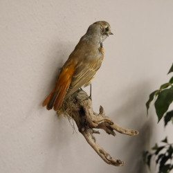 Gartenrotschwanz Vogel Präparat Singvogel präpariert taxidermy Tierpräparat mit Genehmigung zur Vermarktung