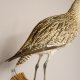Großer Brachvogel Vogel Präparat präpariert Schnepfenvögel Tierpräparat mit Genehmigung zur Vermarktung