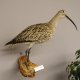 Großer Brachvogel Vogel Präparat präpariert Schnepfenvögel Tierpräparat mit Genehmigung zur Vermarktung