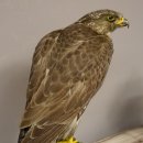 Gerfalke männlich Präparat Falke präpariert Tierpräparat taxidermy mit Genehmigung zum Verkauf