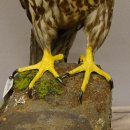 Gerfalke männlich Präparat Falke präpariert Tierpräparat taxidermy mit Genehmigung zum Verkauf