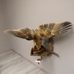 Habichtsadler Präparat mit Fasan Greifvogel Vogel präpariert Trophäe mit Genehmigung zum Verkauf