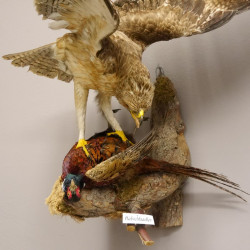 Habichtsadler Präparat mit Fasan Greifvogel Vogel präpariert Trophäe mit Genehmigung zum Verkauf