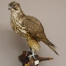 Gerfalke weiblich Präparat Falke präpariert Tierpräparat taxidermy mit Genehmigung zum Verkauf