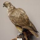 Gerfalke weiblich Präparat Falke präpariert Tierpräparat taxidermy mit Genehmigung zum Verkauf