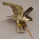 Wanderfalke Präparat offene Schwingen Falke präpariert Tierpräparat taxidermy mit Genehmigung zum Verkauf