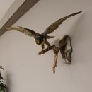 Wanderfalke Präparat offene Schwingen Falke präpariert Tierpräparat taxidermy mit Genehmigung zum Verkauf