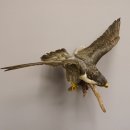 Wanderfalke Präparat offene Schwingen Falke präpariert Tierpräparat taxidermy mit Genehmigung zum Verkauf