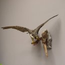 Wanderfalke Präparat offene Schwingen Falke präpariert Tierpräparat taxidermy mit Genehmigung zum Verkauf