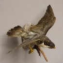 Wanderfalke Präparat offene Schwingen Falke präpariert Tierpräparat taxidermy mit Genehmigung zum Verkauf