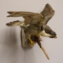 Wanderfalke Präparat offene Schwingen Falke präpariert Tierpräparat taxidermy mit Genehmigung zum Verkauf