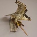 Wanderfalke Präparat offene Schwingen Falke präpariert Tierpräparat taxidermy mit Genehmigung zum Verkauf
