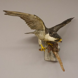 Wanderfalke Präparat offene Schwingen Falke präpariert Tierpräparat taxidermy mit Genehmigung zum Verkauf