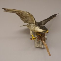 Wanderfalke Präparat offene Schwingen Falke präpariert Tierpräparat taxidermy mit Genehmigung zum Verkauf