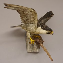 Wanderfalke Präparat offene Schwingen Falke präpariert Tierpräparat taxidermy mit Genehmigung zum Verkauf