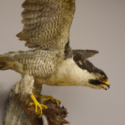 Wanderfalke Präparat offene Schwingen Falke präpariert Tierpräparat taxidermy mit Genehmigung zum Verkauf