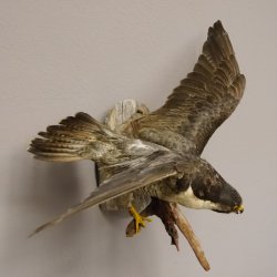 Wanderfalke Präparat offene Schwingen Falke präpariert Tierpräparat taxidermy mit Genehmigung zum Verkauf
