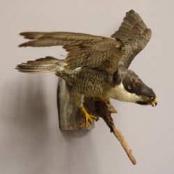 Wanderfalke Präparat offene Schwingen Falke präpariert Tierpräparat taxidermy mit Genehmigung zum Verkauf
