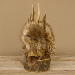kleines Wolpertinger Wolpi Präparat taxidermy mit blaue Augen, kleine Flügel und Reh Geweih Horn #86.2.81