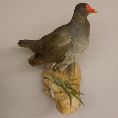 Teichralle Vogel Präparat präpariert taxidermy Tierpräparat Höhe 32 cm mit Genehmigung zur Vermarktung