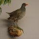 Teichralle Vogel Präparat präpariert taxidermy Tierpräparat Höhe 32 cm mit Genehmigung zur Vermarktung