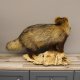 Marderhund Ganzpräparat Präparat taxidermy Tanuki Enok Länge 68 cm auf Holz Podest