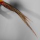 Goldfasan Vogel Präparat Breite 80 cm präpariert taxidermy Tierpräparat #90.4.31