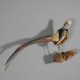 Goldfasan Vogel Präparat Breite 81 cm präpariert taxidermy Tierpräparat #90.4.32
