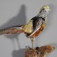 Goldfasan Vogel Präparat Breite 81 cm präpariert taxidermy Tierpräparat #90.4.32
