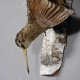 Waldschnepfe Stillleben Vogel Präparat präpariert taxidermy Tierpräparat mit Genehmigung zur Vermarktung #90.18.6