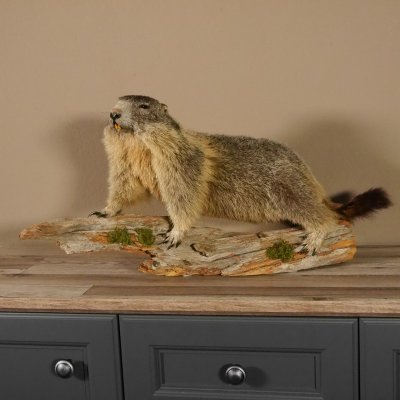 Murmeltier Präparat Breite 70 cm auf Ast Trophäe Murmel taxidermy Deko #89.12.47