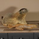 Murmeltier Präparat Breite 70 cm auf Ast Trophäe Murmel taxidermy Deko #89.12.47