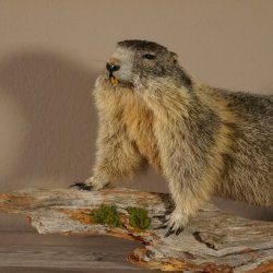 Murmeltier Präparat Breite 70 cm auf Ast Trophäe Murmel taxidermy Deko #89.12.47