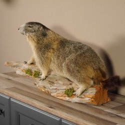 Murmeltier Präparat Breite 70 cm auf Ast Trophäe Murmel taxidermy Deko #89.12.47