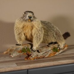 Murmeltier Präparat Breite 70 cm auf Ast Trophäe Murmel taxidermy Deko #89.12.47