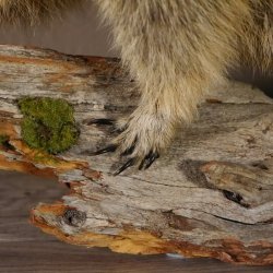 Murmeltier Präparat Breite 70 cm auf Ast Trophäe Murmel taxidermy Deko #89.12.47