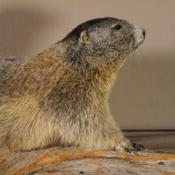Murmeltier Präparat Breite 70 cm auf Ast Trophäe Murmel taxidermy Deko #89.12.47