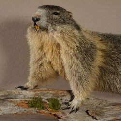 Murmeltier Präparat Breite 70 cm auf Ast Trophäe Murmel taxidermy Deko #89.12.47