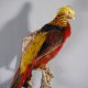 Goldfasan Vogel Präparat Breite 40 cm präpariert taxidermy Tierpräparat #90.4.33
