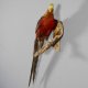 Goldfasan Vogel Präparat Breite 40 cm präpariert taxidermy Tierpräparat #90.4.33