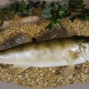 Zander Ganzpräparat Länge 62 cm auf Dekoplatte Fisch präpariert Raubfisch Präparat