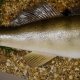 Zander Ganzpräparat Länge 62 cm auf Dekoplatte Fisch präpariert Raubfisch Präparat
