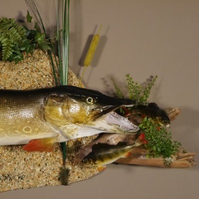 Hecht mit 2 Barschen L&auml;nge 98 cm auf Dekoplatte Pr&auml;parat Raubfisch Fisch