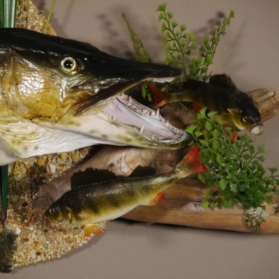 Hecht mit 2 Barschen L&auml;nge 98 cm auf Dekoplatte Pr&auml;parat Raubfisch Fisch